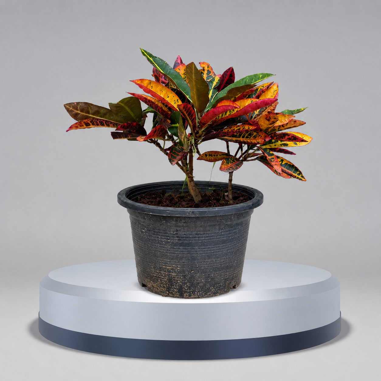 Plants