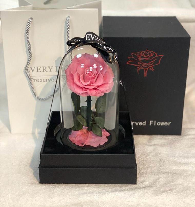 Rosy Charm – Forever Pink Rose