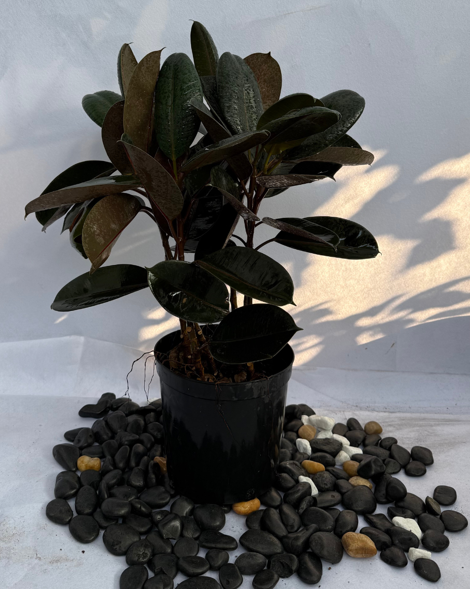 Rubber Plant