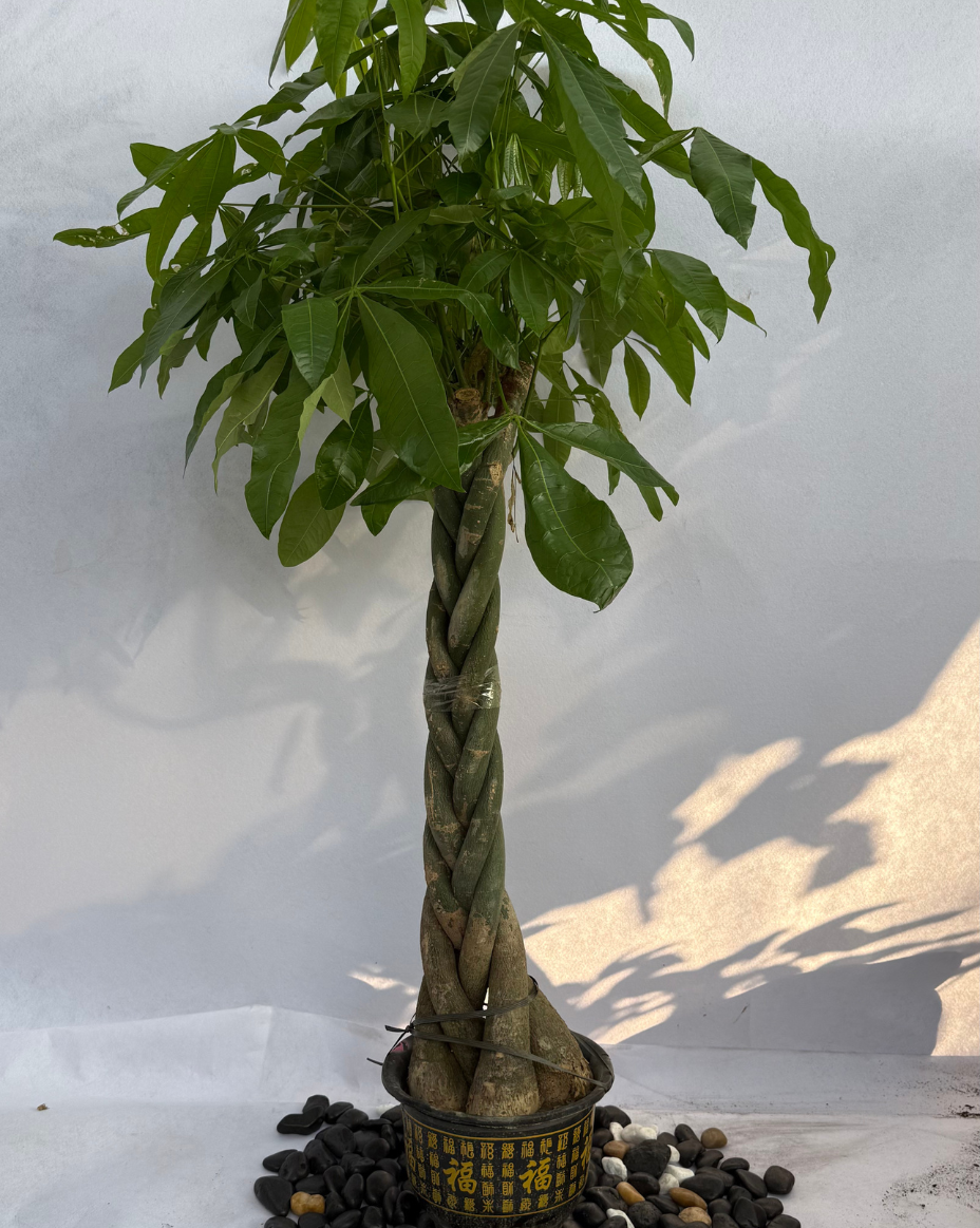 Pachira Aquatica