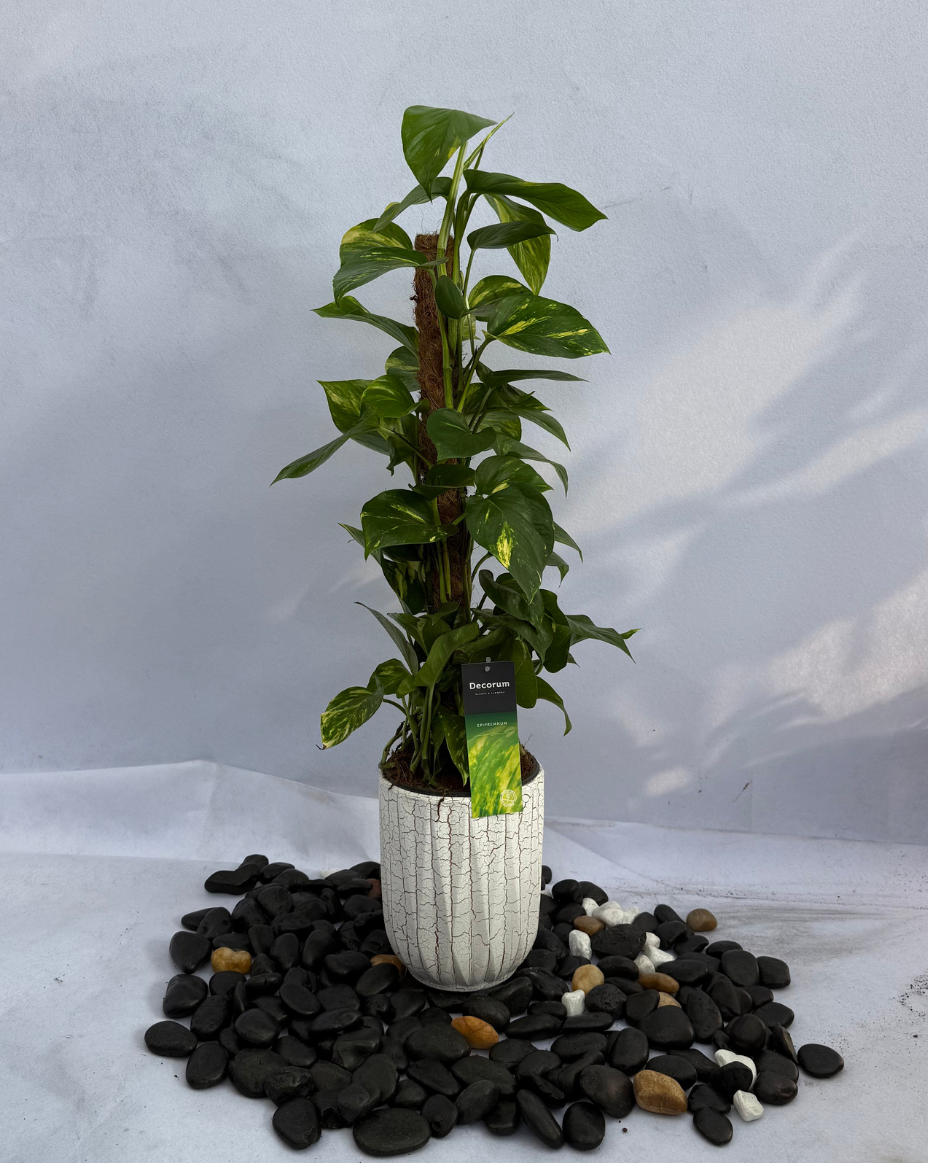 Money Plant