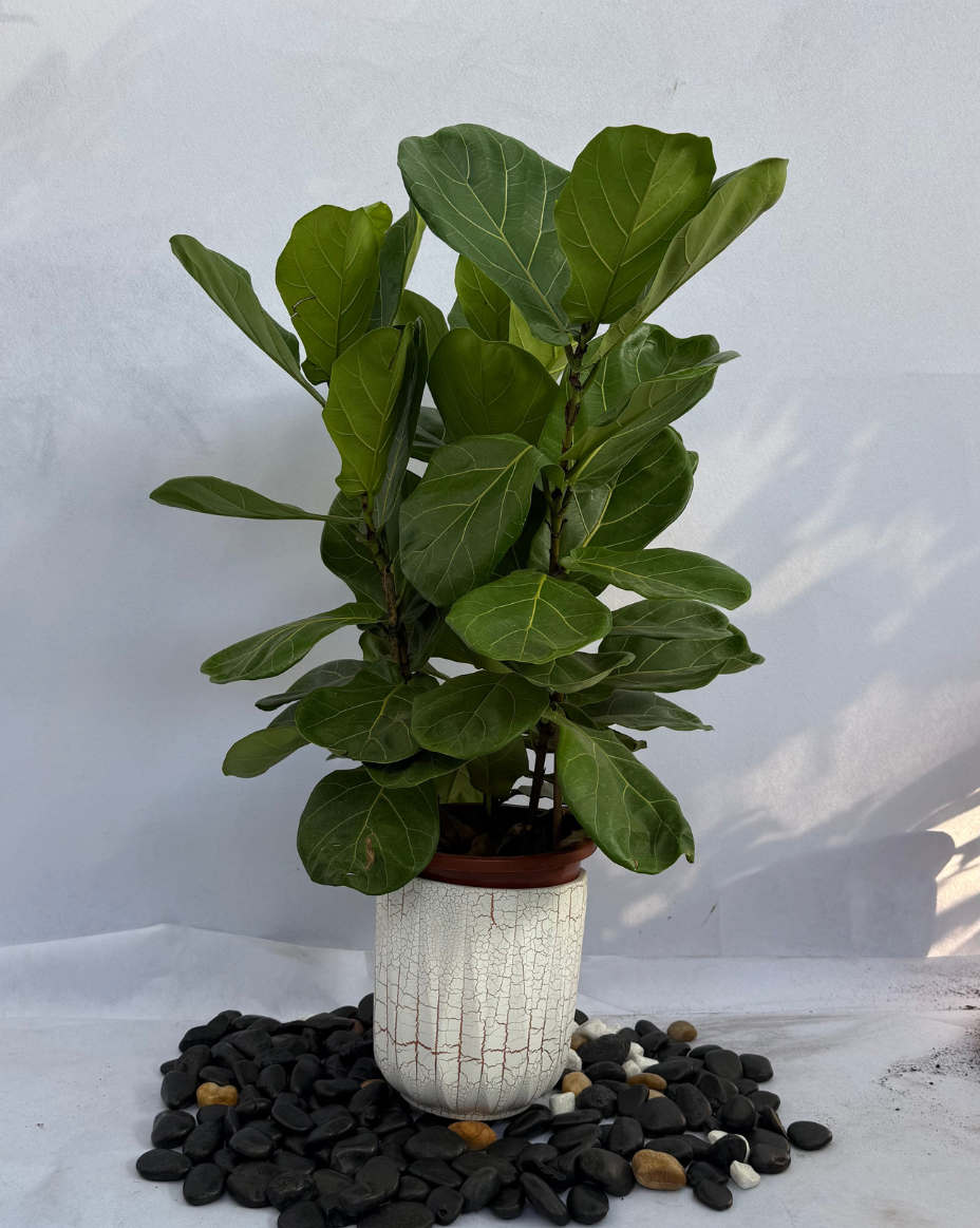 Fiddle Leaf