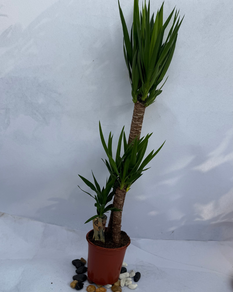 Yucca