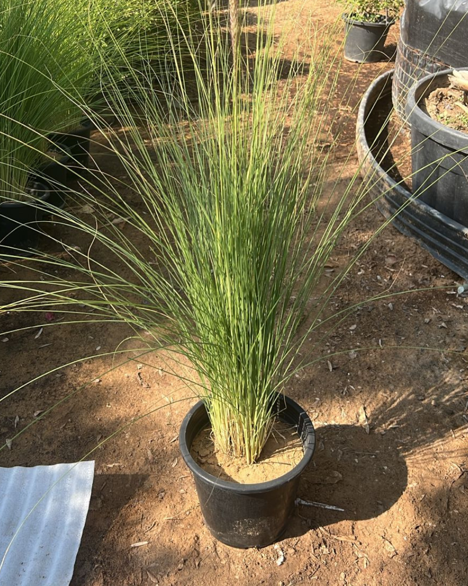 Pennisetum Grass