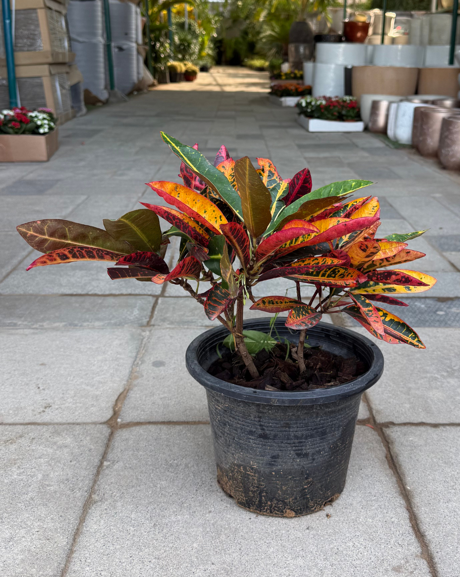 Croton