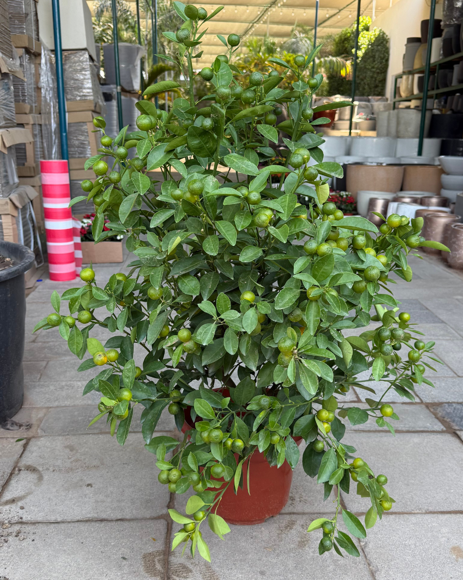 Citrus Mandrin