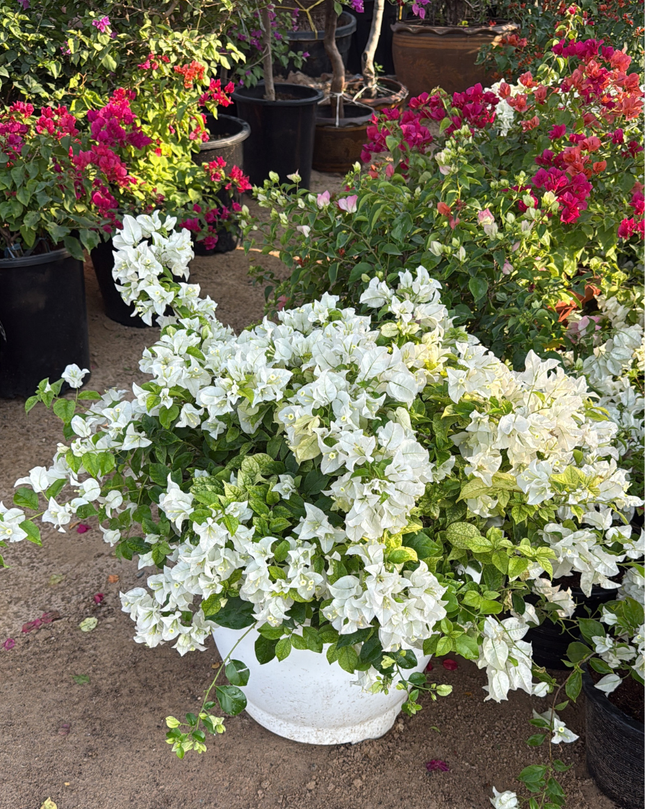 Bougainvillea