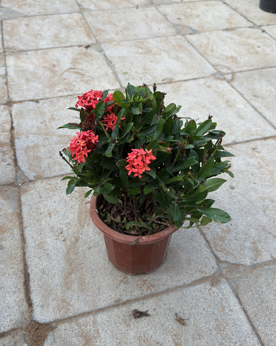 Ixora