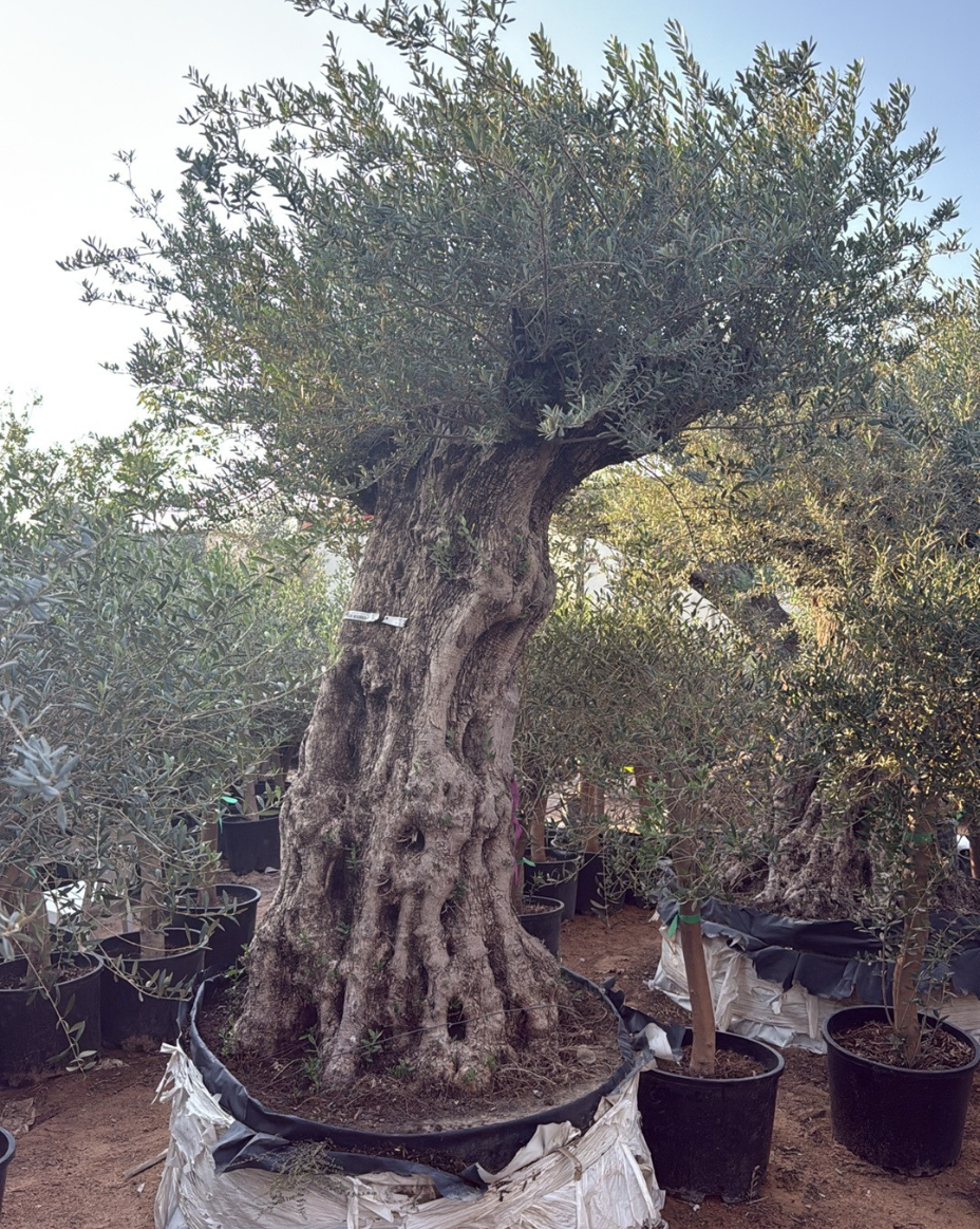 Olive Bonsai