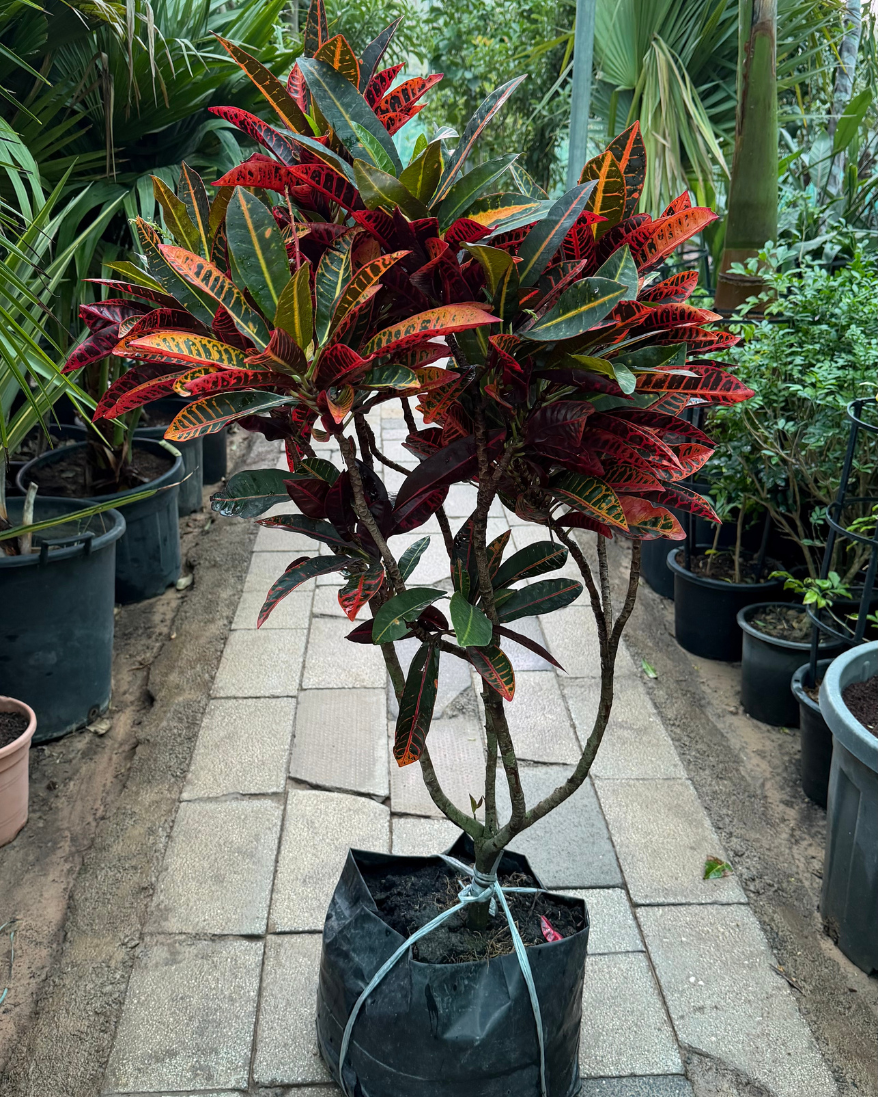 Croton