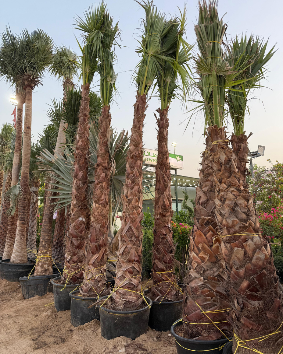 Washingtonia Palm – 3 Meter