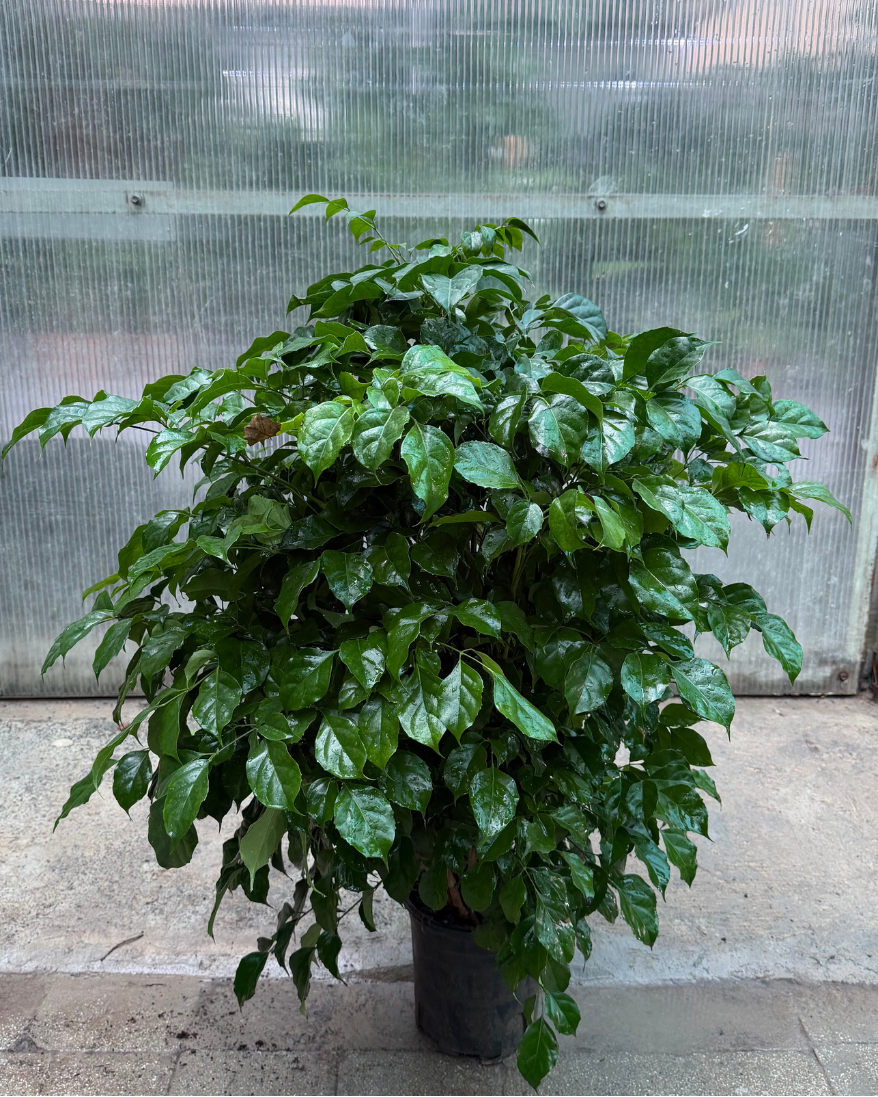 Red Machera