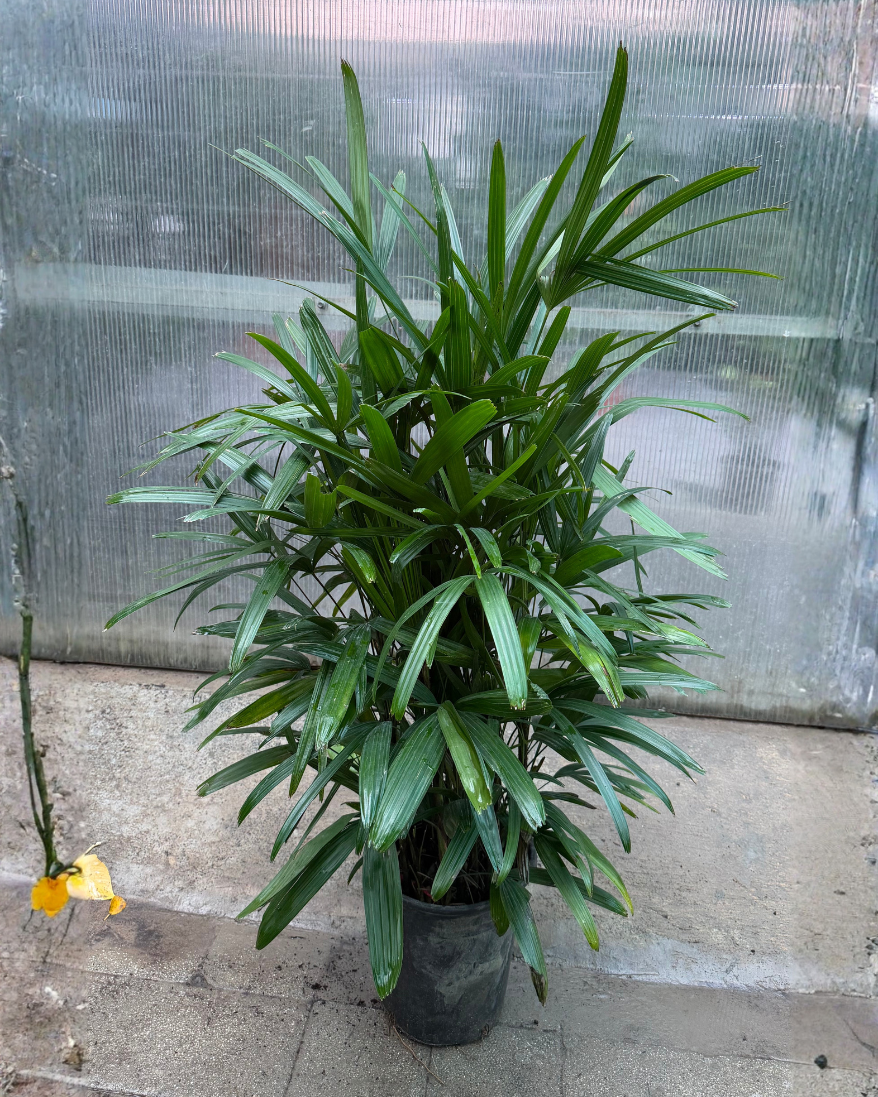 Raphis Palm