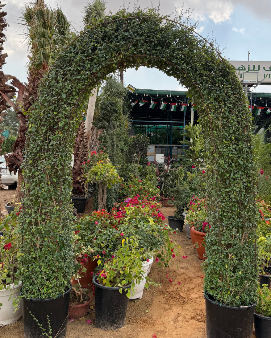Arithia Arch