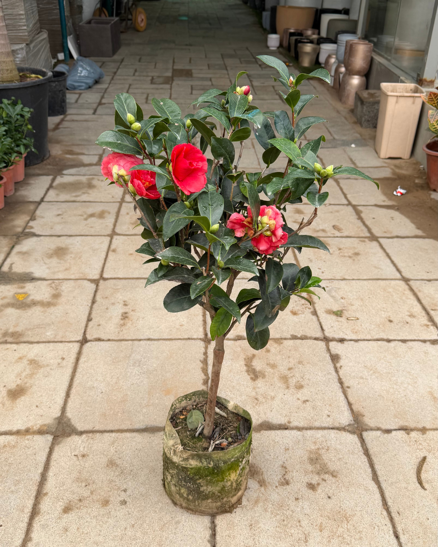 Camellia